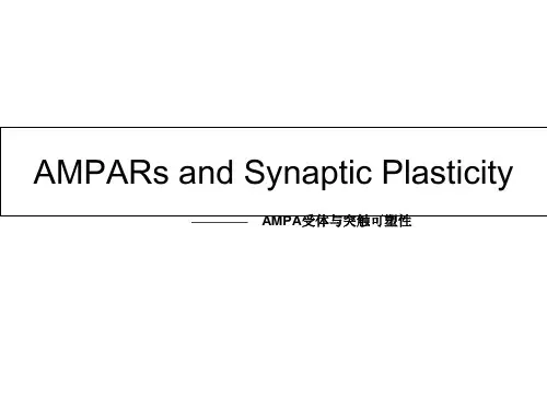 AMPA受体和突触可塑性