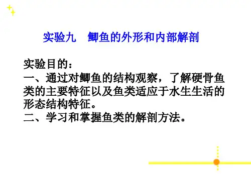 普通动物学实验—鱼的外形及内部解剖