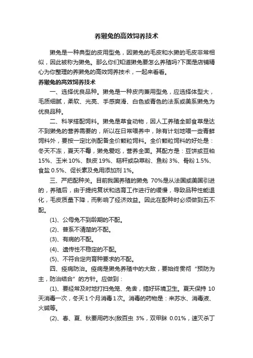 养獭兔的高效饲养技术