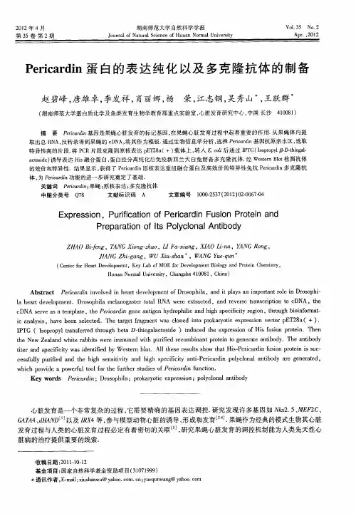 Pericardin蛋白的表达纯化以及多克隆抗体的制备