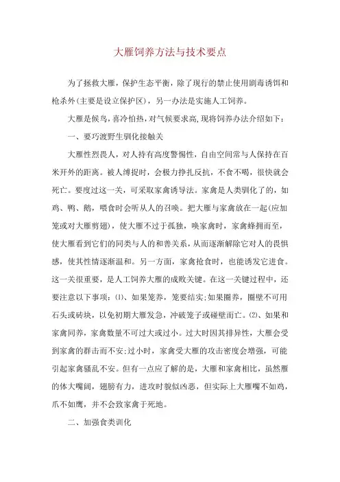 大雁饲养方法与技术要点