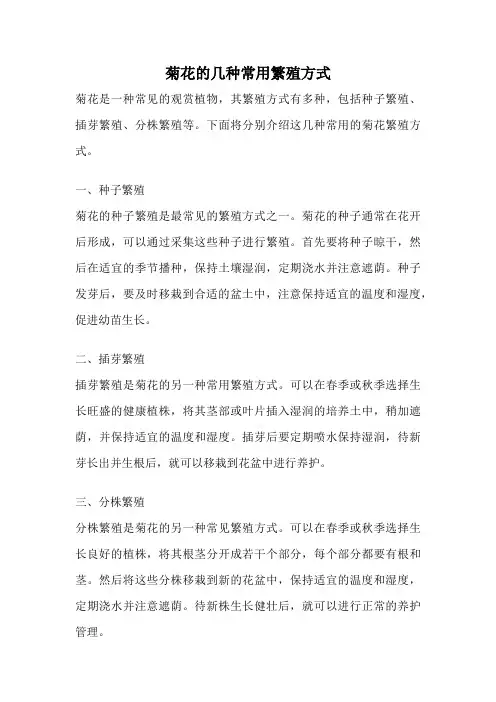 菊花的几种常用繁殖方式