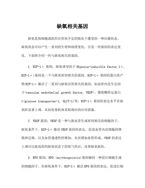 缺氧相关基因