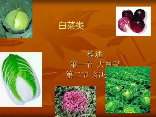 白菜类蔬菜