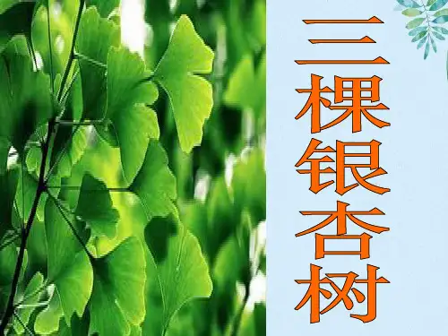 《三棵银杏树》
