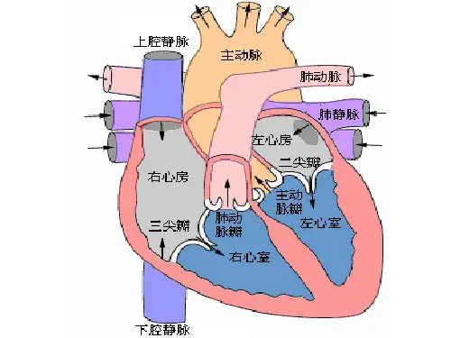 《病理生理学教学资料-王槐高》心功能不全