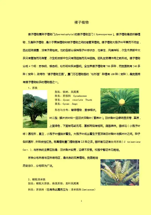 校园中的裸子植物