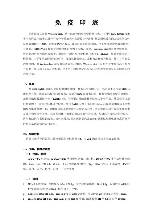 免疫印迹
