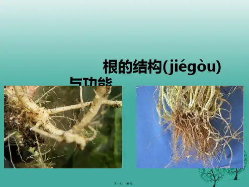 八年级生物上册第一章第五节《根的结构与功能》课件(新版)济南版