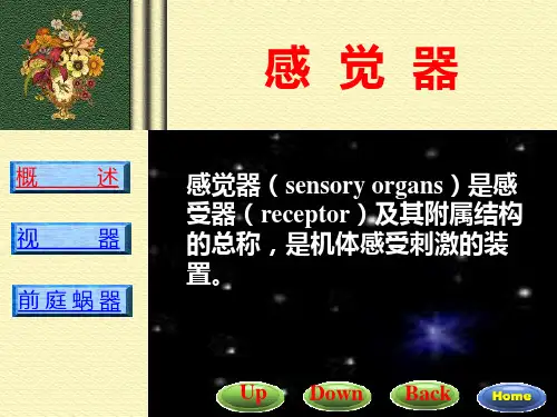 解剖-视器ppt课件
