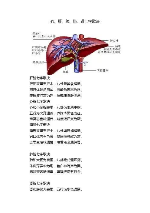 心、肝、脾、肺、肾七字歌诀