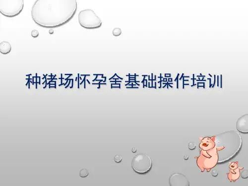 种猪场配种怀孕舍基础操作培训