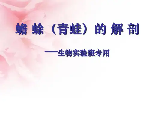 蟾蜍(青蛙)解剖