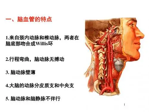脑血管解剖