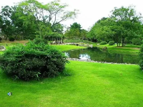 16.松树金龟子 课件