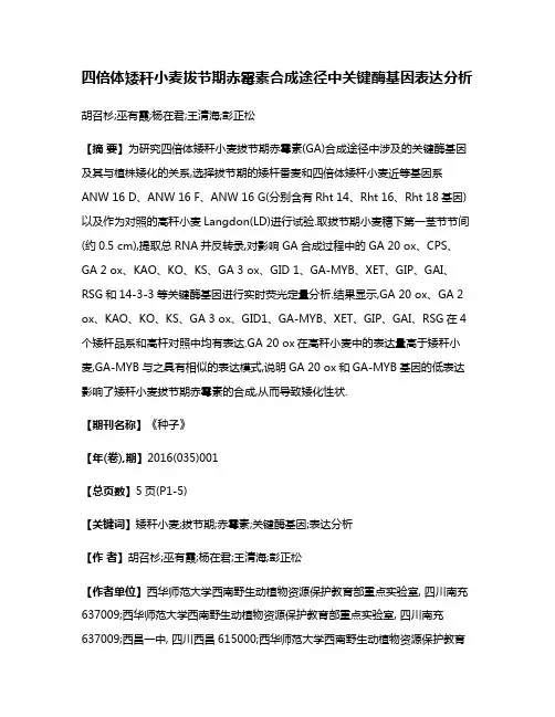 四倍体矮秆小麦拔节期赤霉素合成途径中关键酶基因表达分析