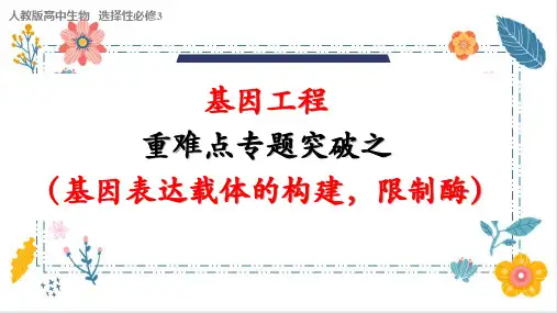 2024届高三二轮复习生物：基因工程-限制酶,基因表达载体的构建、引物课件