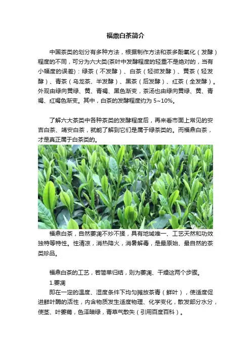 福鼎白茶简介