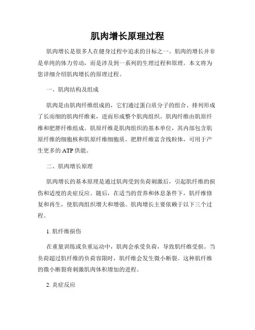 肌肉增长原理过程