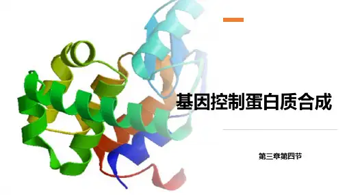 3.4+基因控制蛋白质合成+课件-2023-2024学年高一下学期生物浙科版(2019)必修2