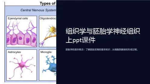 组织学与胚胎学神经组织上课件