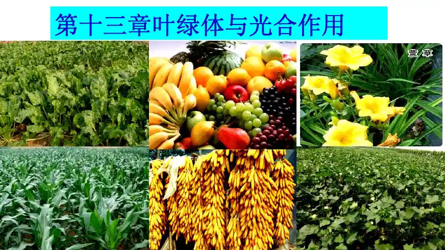 第十三章叶绿体与光合作用