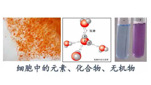 高中生物一轮复习-细胞中的元素、化合物、无机物