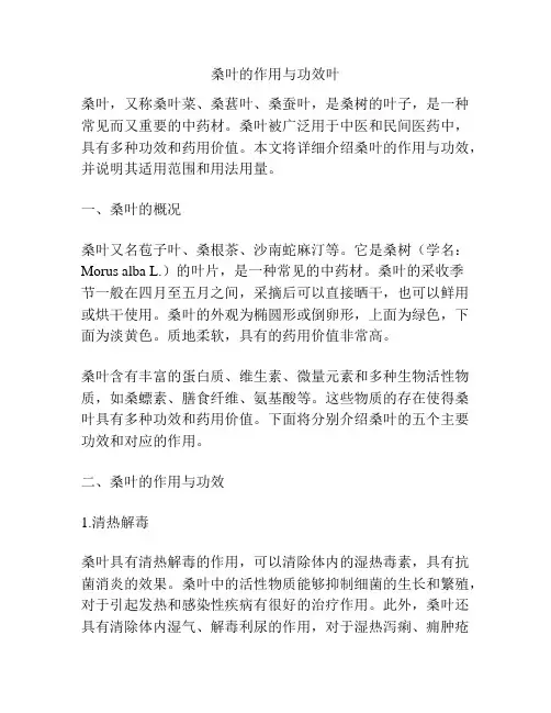 桑叶的作用与功效叶