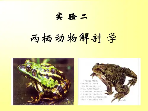 两栖动物解剖-