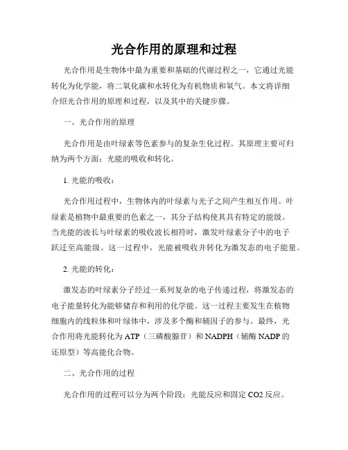 光合作用的原理和过程