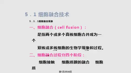 细胞工程细胞融合与单克隆抗体技术PPT课件