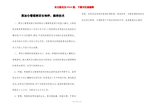 黑加仑葡萄树苗长啥样,栽培技术