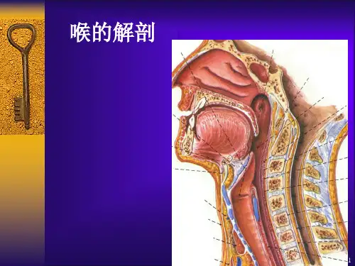 喉部的CT解剖ppt课件