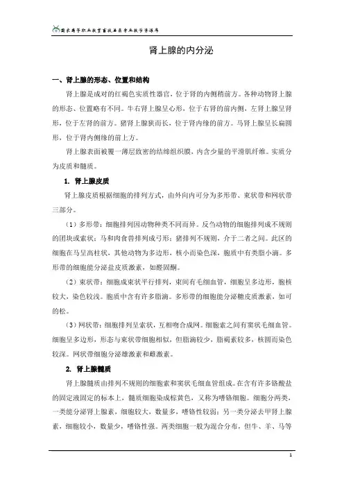 肾上腺的内分泌.