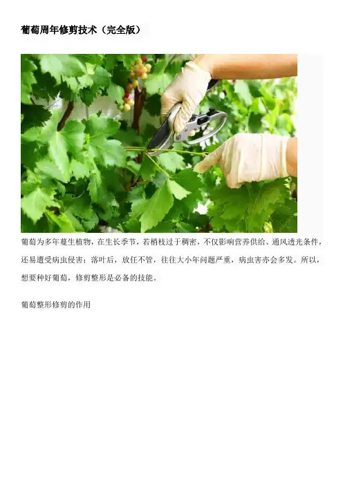 葡萄周年修剪技术