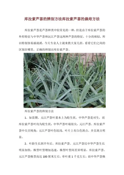 库拉索芦荟的辨别方法 库拉索芦荟的栽培方法