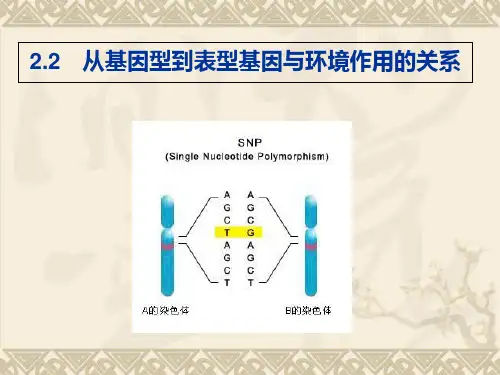遗传学的三大定律ppt课件