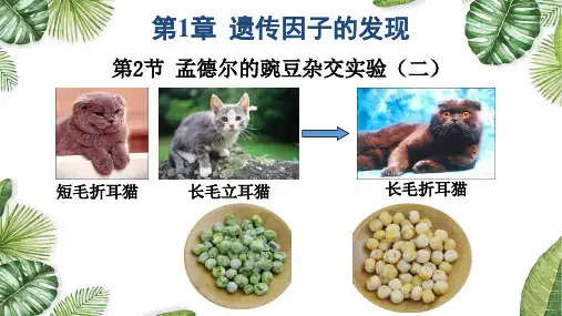 孟德尔的豌豆杂交实验(二)课件高一下学期生物人教版必修2