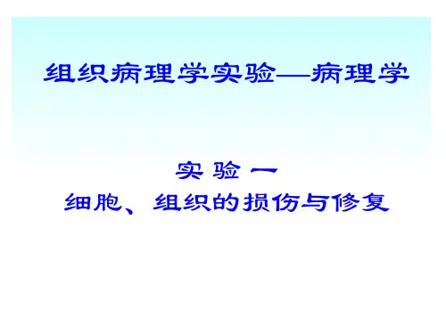 病理学之细胞、组织的损伤与修复(ppt 18页)