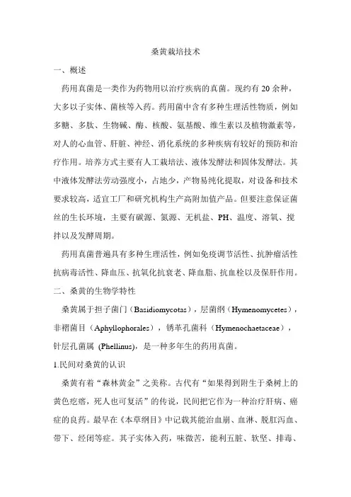 桑黄栽培技术