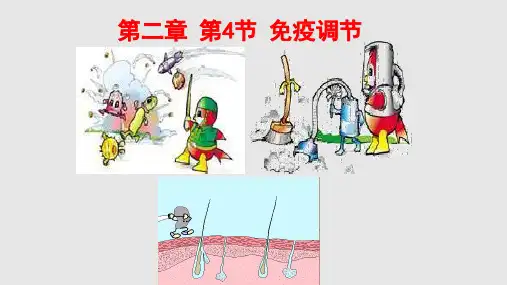 高二生物免疫调节讲课.pptx