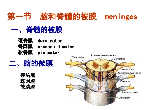 人体解剖-脑和脊髓的被膜、脑脊液
