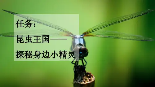 《昆虫备忘录》PPT优质课课件