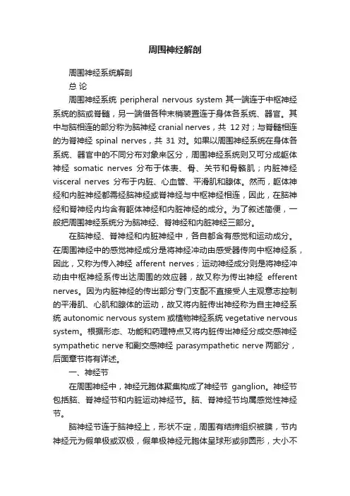 周围神经解剖