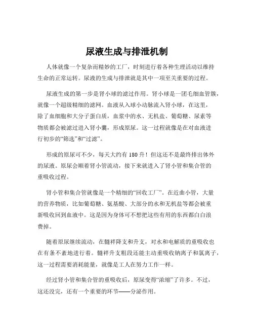 尿液生成与排泄机制
