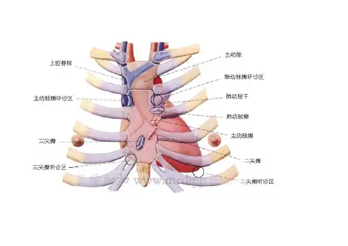 心脏听诊示意图
