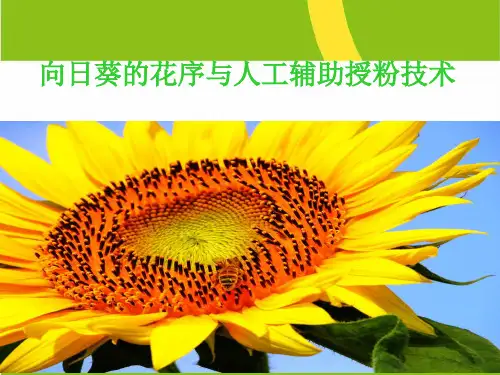 向日葵人工辅助授粉技术