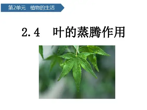 (三上)科学优秀课件-叶的蒸腾作用｜青岛版(六年制) PPT(13页)