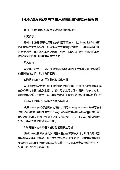T-DNA(Ds)标签法克隆水稻基因的研究开题报告