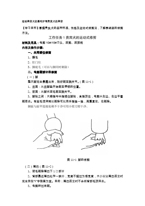 宠物美容犬的基础护理贵宾犬的美容